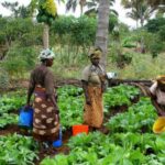 AFRIQUE : Le nécessaire devoir de solidarité de générosité de discrétion et d’humilité